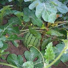 Гостевой дом Бережок, Лоо, Краснодарский край