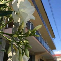 Гостевой дом Южная Рапсодия, Лоо, Краснодарский край