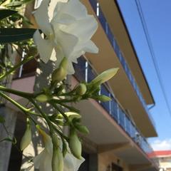 Гостевой дом Южная Рапсодия, Лоо, Краснодарский край