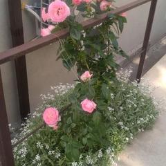 Гостевой дом Volgar, Лоо, Краснодарский край