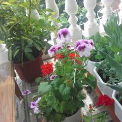 Гостевой дом Простор, Лоо, Краснодарский край