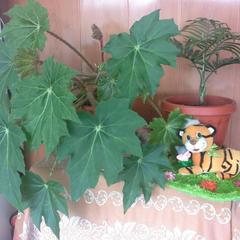 Гостевой дом Простор, Лоо, Краснодарский край