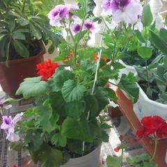 Гостевой дом Простор, Лоо, Краснодарский край