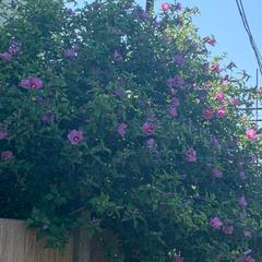 Гостевой дом Лунная Соната, Лоо, Краснодарский край