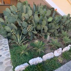 Гостевой дом Лунная Соната, Лоо, Краснодарский край