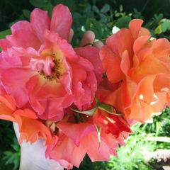 Гостевой дом Апельсин, Лоо, Краснодарский край