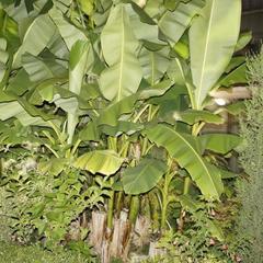 Гостевой дом Аквариум Лоо, Лоо, Краснодарский край