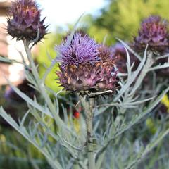 Гостевой дом У Владимира, Лоо, Краснодарский край