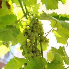 Гостевой дом Уютный Причал, Лоо, Краснодарский край