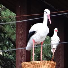 Отель У Лысой горы, Луга, Ленинградская область