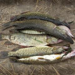 Загородный отель Сахалин, Луга, Ленинградская область