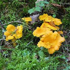 Загородный отель Сахалин, Луга, Ленинградская область