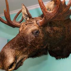 Загородный отель Сахалин, Луга, Ленинградская область