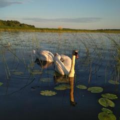 Загородный дом Загородный дом Хутор Скреблово, Луга, Ленинградская область