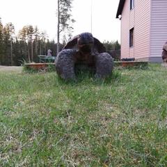 Загородный отель Сахалин, Луга, Ленинградская область