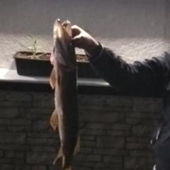 Загородный дом Загородный дом Хутор Скреблово, Луга, Ленинградская область