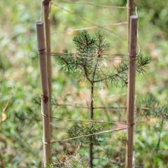 База отдыха Берлога, Лумиваара, Республика Карелия