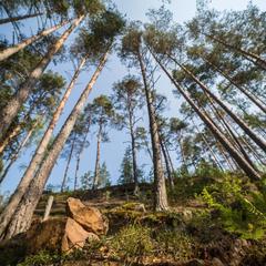 База отдыха Берлога, Лумиваара, Республика Карелия