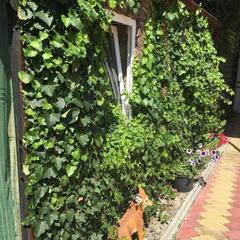 База отдыха Ковчег у реки, Майкоп, Республика Адыгея