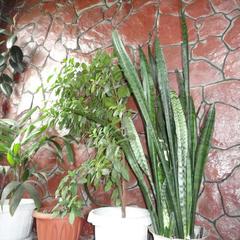 Мини-отель Посейдон, Майма, Республика Алтай