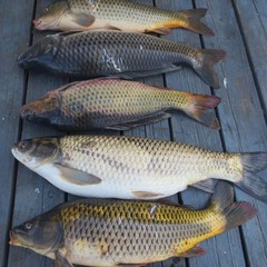 Охотничье-рыболовная база Блесна, Маково, Астраханская область