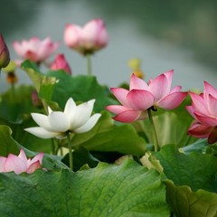 Отель AZIMUT Волга Астрахань, Маково, Астраханская область