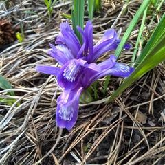 Гостевой дом У Василича, Манжерок, Республика Алтай