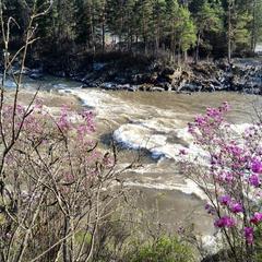 Гостевой дом У Василича, Манжерок, Республика Алтай