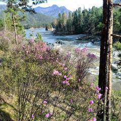 Гостевой дом У Василича, Манжерок, Республика Алтай