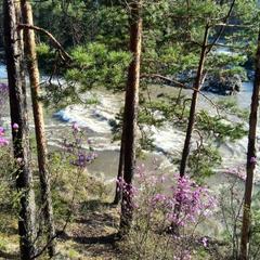 Гостевой дом У Василича, Манжерок, Республика Алтай