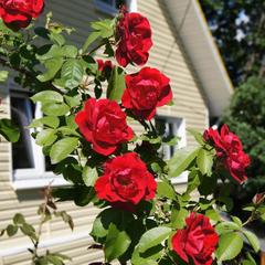 Загородный дом Солнца, Марфино, Московская область