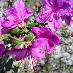 Гостевой дом У Василича, Манжерок, Республика Алтай