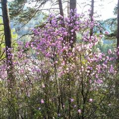 Гостевой дом У Василича, Манжерок, Республика Алтай