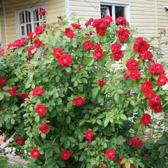 Загородный дом Солнца, Марфино, Московская область