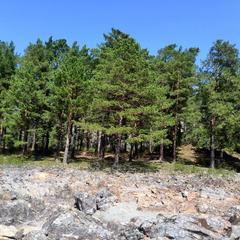 Гостевой дом У Василича, Манжерок, Республика Алтай