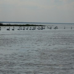 Гостевой комплекс Галкина пристань, Матросово, Калининградская область