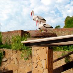 Гостевой дом Orange star, Мацеста, Краснодарский край