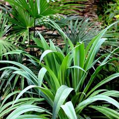 Гостевой дом Orange star, Мацеста, Краснодарский край