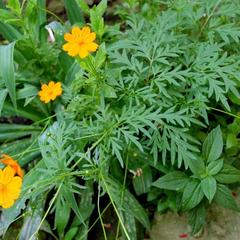 Гостевой дом Orange star, Мацеста, Краснодарский край