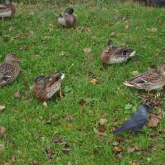 Гостевой дом Таежная сказка, Медвежьегорск, Республика Карелия