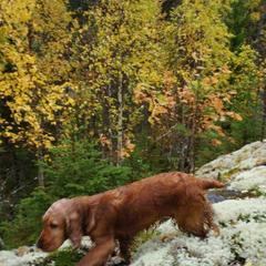Гостевой дом Таежная сказка, Медвежьегорск, Республика Карелия