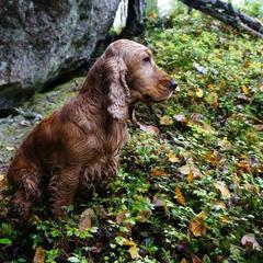 Гостевой дом Таежная сказка, Медвежьегорск, Республика Карелия