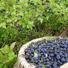 Коттедж Солнечный, Медвежьегорск, Республика Карелия