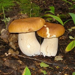 База отдыха Нёмда, Меленки, Костромская область