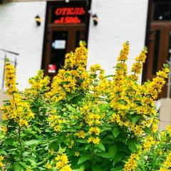 Мини-гостиница Abri, Металлострой, Ленинградская область