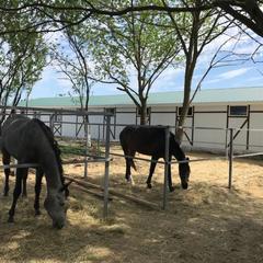Гостевой дом Добрыня, Миллерово, Ростовская область