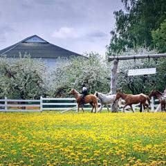 Конно-туристическая база Аванпост, Можайск, Московская область