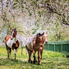 Конно-туристическая база Аванпост, Можайск, Московская область