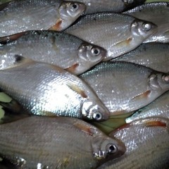 База отдыха Экоферма Мечта, Горячий Ключ, Краснодарский край