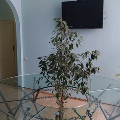 Мини-отель Тарлеон, Москва, Московская область